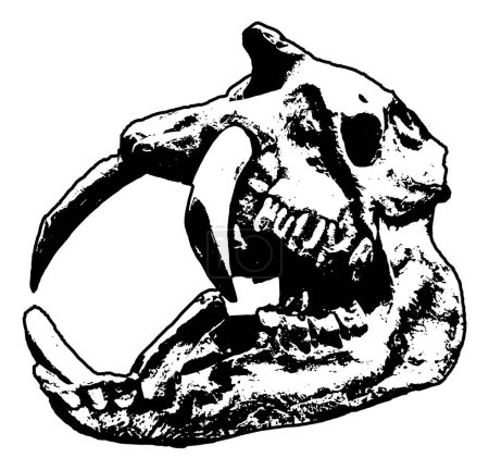 Vue latérale astrapotherium tête de crâne d'animal isolé graphique noir et blanc