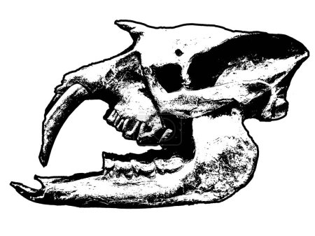 Side view shot astrapotherium animal skull head