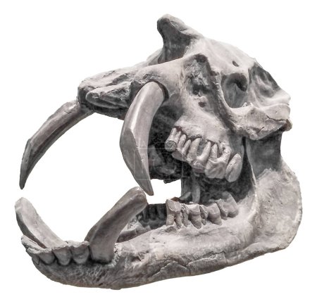 Vista lateral tiro astrapotherium animal cráneo cabeza aislado foto
