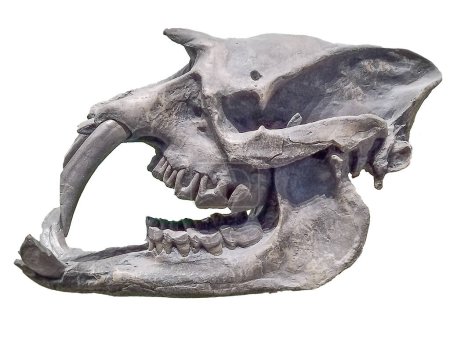 Side view shot astrapotherium animal skull head isolated photo