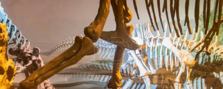 Téléchargez les photos : Trelew, Argentine ; 30 décembre 2022 : Plan intérieur du musée de paléontologie egidio feruglio, trelew, argentine - en image libre de droit