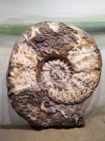 Téléchargez les photos : Vue de face du mollusque préhistorique exposé au musée de paléontologie, trelew, argentine - en image libre de droit