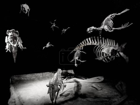 Téléchargez les photos : Trelew, Argentine ; 30 décembre 2022 : Os d'animaux préhistoriques exposés au musée d'aléontologie egidio feruglio, trelew, chubut, argentine - en image libre de droit