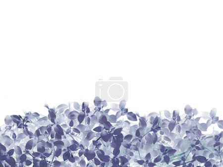 Weißer Hintergrund mit Boden zarte Mischung aus blauen Blättern Dekoration