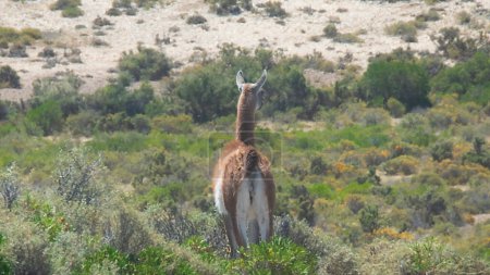 Back view wild guanaco looking the rugged steepen landscapes of punta tombo wildlife reserve peninsuAla, located at chubut province, argentina. 