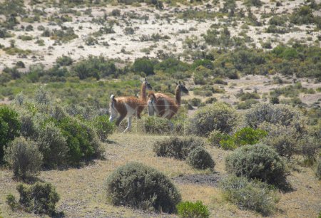 Wild guanacos roam the rugged steepen landscapes of punta tombo wildlife reserve peninsuAla, located at chubut province, argentina. 