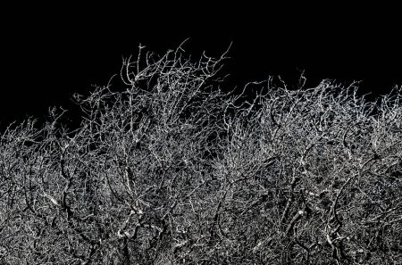 Leave-less tree branches black and white graphic background