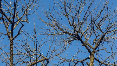 Largo plano de primer plano distante que captura los intrincados detalles de ramas de árboles sin hojas colocadas contra un cielo azul vibrante.