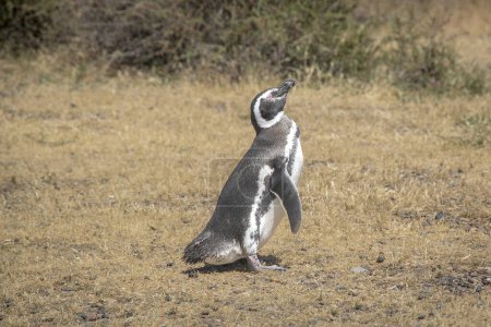 Pingüino de Magallanes tomando el sol en tierra en el paisaje de estepa, península punta tombo, provincia de chubut, Argentina