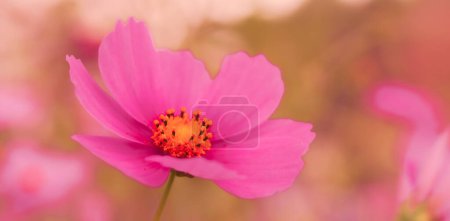Foto de La imagen de fondo de las flores de colores, la naturaleza de fondo - Imagen libre de derechos