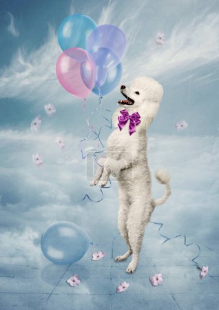 Photo for Poodle with balloons outdoors against blue sky - Royalty Free Image