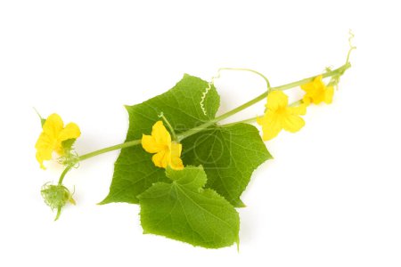 Téléchargez les photos : Feuilles de concombre avec des fleurs sur fond blanc - en image libre de droit
