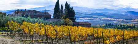 Téléchargez les photos : Italie. Paysage naturel pittoresque de Toscane. vue panoramique sur la campagne avec des collines de vignes aux couleurs d'automne - en image libre de droit