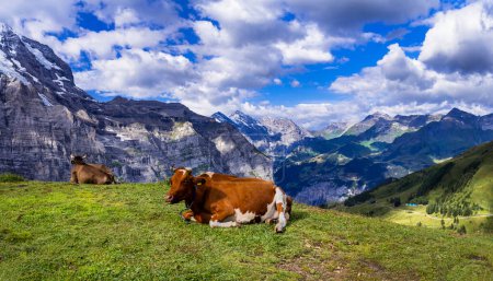 Téléchargez les photos : Suisse paysage naturel. Pâturages suisses verts avec vaches entourées de montagnes des Alpes et de sommets enneigés - en image libre de droit