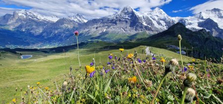 Foto de Paisaje natural suizo. Escénicas montañas nevadas de los Alpes y prados florales salvajes. Belleza en la naturaleza. Suiza paisaje. Vista de la montaña de Mannlichen - Imagen libre de derechos