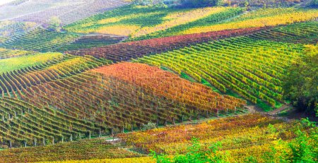 Foto de Famosa región vinícola de Treviso, Italia. Colinas y viñedos del Valdobbiadene en la ruta famosa del vino del prosecco, paisaje del paisaje otoñal con campos coloridos de grapewine - Imagen libre de derechos