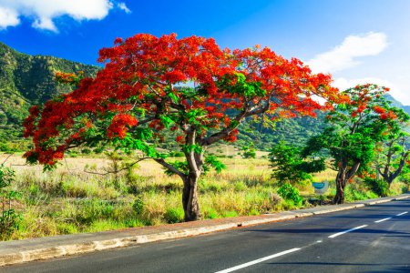 Photo for Exotic nature of tropical island Mauritius. Red flowers blooming tree Flamboyant - flame tree - Royalty Free Image