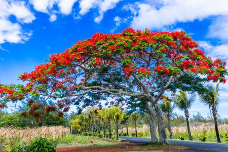 Photo for Exotic nature of tropical island Mauritius. Red flowers blooming tree Flamboyant - flame tre - Royalty Free Image