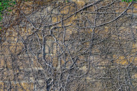 Kletternde Feige oder Kriechfeige (Ficus Pumila) kriechen die Efeupflanzen an Betonmauern im Garten hoch. Pumila ist Efeu, der an Mauern gepflanzt wird, um eine natürliche Atmosphäre zu schaffen. Schöne Ficus pumila Texturwand.
