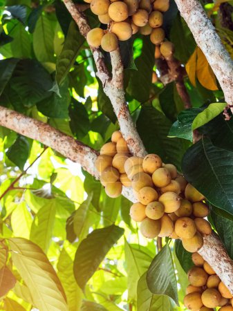 Téléchargez les photos : Longkong ou Lansium parasiticum (fruit duku) sur la branche de l'arbre. Duku est originaire d'Asie du Sud-Est, espèce d'arbre de la famille de l'acajou avec des fruits comestibles cultivés commercialement. Arbre fruitier tropical. - en image libre de droit