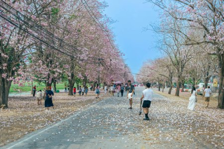 Foto de NAKHON PATHOM-TAILANDIA, 15 DE MARZO DE 2023: Turistas no identificados vienen a visitar y tomar fotos con hermoso árbol de trompeta rosa floreciendo y cayendo en el suelo como la carretera rosa en Chompu Pantip Road. - Imagen libre de derechos