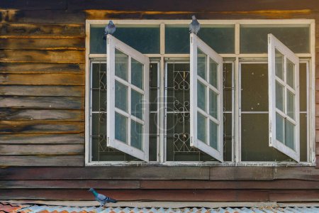 Tauben auf altem Holzfenster des ehemaligen Holzhauses.