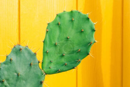 Téléchargez les photos : Gros plan sur beau cactus vert avec épine sur fond de couleur jaune vif. Beau jeune arbre de cactus pour la décoration avec fond d'espace de copie. Plante tropicale. Concept minimal. Espace de copie. - en image libre de droit
