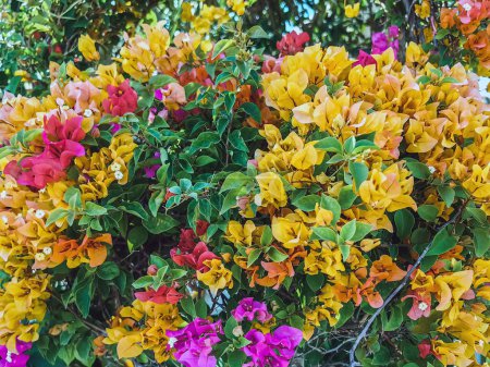 Colorful of Bougainvillea spectabilis (great bougainvillea) flowers. The beautiful multicolored of bougainvillea flowers planted in the garden. Nature background. Bougainvillea flower, Paper flower.