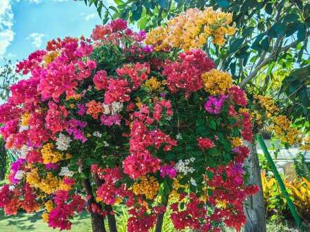 Colorful of Bougainvillea spectabilis (great bougainvillea) flowers. The beautiful multicolored of bougainvillea flowers planted in the garden. Nature background. Bougainvillea flower, Paper flower.