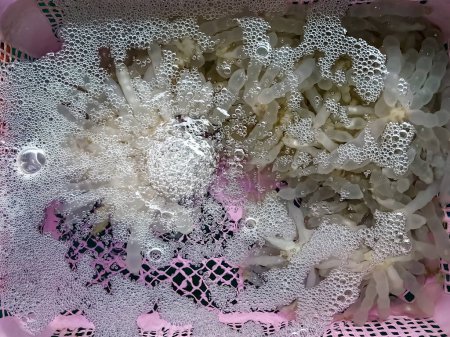 Draufsicht auf viele Tintenfischeier mit Luftblasen im Korb zur Vermehrung. Tintenfische (Sepioteuthis lessoniana) legen Eier. Doryteuthis Eikapseln. Erhaltung und Vermehrung von Meerestieren.