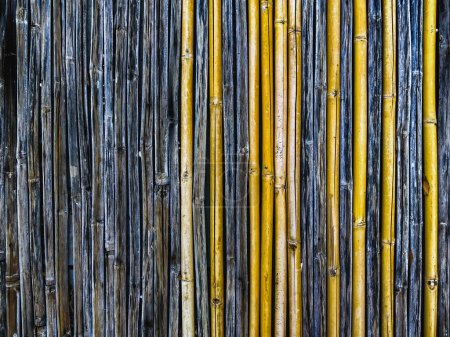 Téléchargez les photos : Sol fait avec des tiges de roseau anciennes et nouvelles. Fond de clôture en bambou. - en image libre de droit