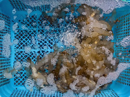Vista superior de muchos huevos de calamar con burbujas de aire en la cesta para su propagación. Calamar de arrecife grande (Sepioteuthis lessoniana) huevos. Doryteuthis cápsulas de huevo. Conservación y propagación de animales marinos.
