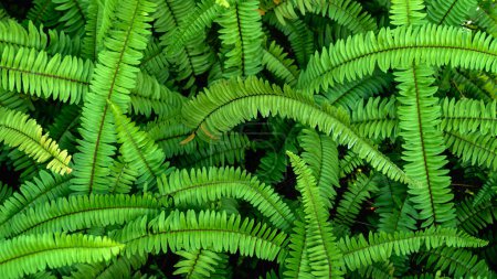 Abstract background of fresh ferns in garden. Beautiful ferns leaves green foliage natural floral fern background in sunlight. Pteridophyte or dryopteris fern. Common polypody (polypodium vulgare).