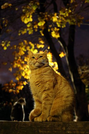 Photo for Coiled cat in front of a tree in autumn - Royalty Free Image