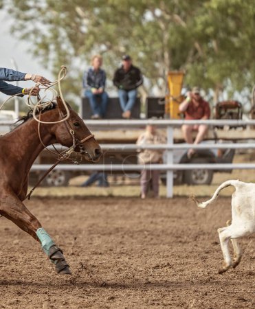 Photo for Calf escapes the rope at calf roping event at Australian Country Rodeo - Royalty Free Image