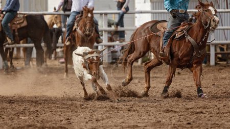 Photo for Cowboys on a horse ropes a calf around the head in a calf roping event at an Australian country rodeo. - Royalty Free Image
