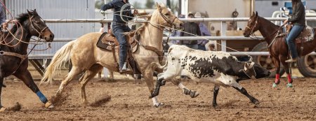 Photo for Cowboys on horseback rope a calf around head and ankles in a calf roping event at an Australian country rodeo. - Royalty Free Image