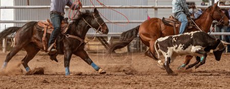 Photo for Cowboys on horseback rope a calf around head and ankles in a calf roping event at an Australian country rodeo. - Royalty Free Image