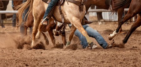 Photo for Cowboy wrangles a calf to the ground in a calf roping event at an Australian country rodeo. - Royalty Free Image