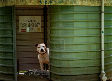 Sanitarios públicos en un parque de picnic en Australia habitado por un perro y un lagarto