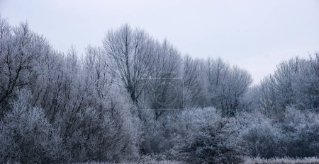 Téléchargez les photos : Vue d'un bois du Hertfordshire par une matinée très froide et glacée après le plus dur coup de froid depuis des années - en image libre de droit