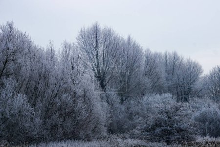 Téléchargez les photos : Vue d'un bois du Hertfordshire par une matinée très froide et glacée après le plus dur coup de froid depuis des années - en image libre de droit