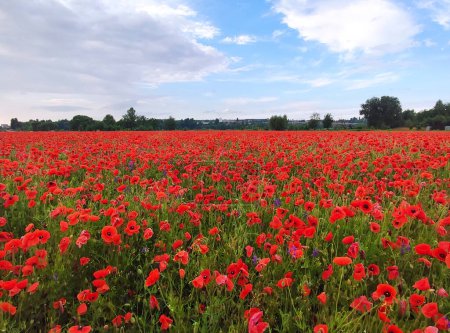 Téléchargez les photos : Paysage pittoresque de champ fleuri rouge de coquelicots avec ciel bleu nuageux - en image libre de droit