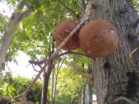 Photo for Close up of Cannonball tree or Couroupita Guianensis fruit in a temple. - Royalty Free Image