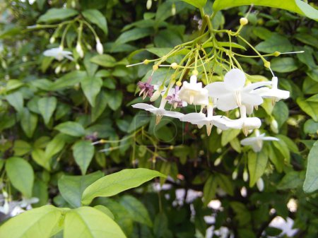 Photo for Water Jasmine flowers on green leaves background. Blooming Wrightia Religiosa flowers in the garden. - Royalty Free Image