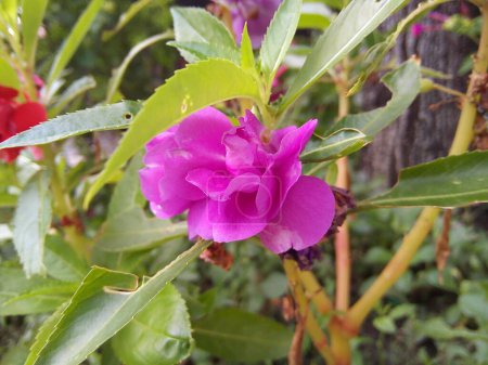 Foto de Blooming purple rose flower with green leaves in the garden. - Imagen libre de derechos
