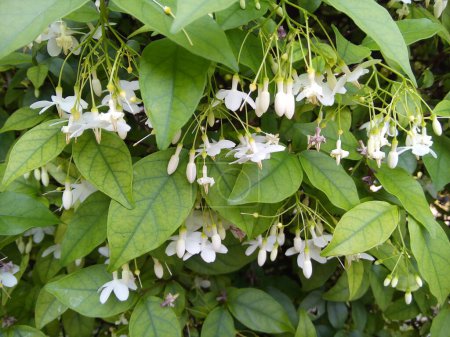 Photo for Water Jasmine flowers on green leaves background. Blooming Wrightia Religiosa flowers in the garden. - Royalty Free Image