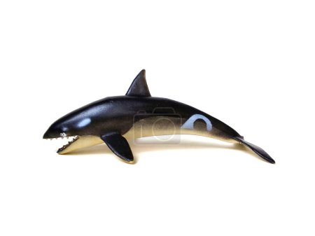 Close up of Orca whale toy. Kids toy isolated on white background.