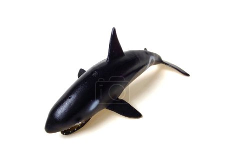 Close up of Orca whale toy. Black rubber toy isolated on white background.