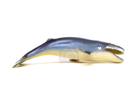 Close up of humpback whale toy. Kids toy isolated on white background.